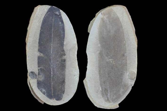 Fossil Neuropteris Seed Fern Leaf (Pos/Neg) - Mazon Creek #68124